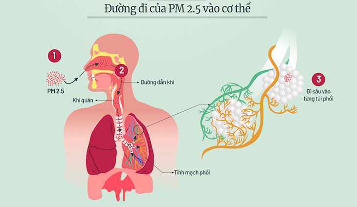 Bụi mịn PM2.5 mang đến các con vi khuẩn có hại cho cơ thể bạn