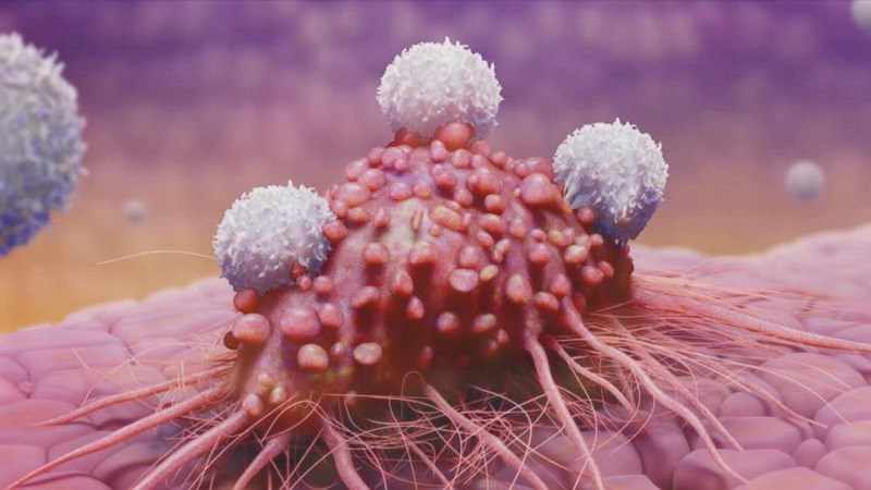 đông trùng hạ thảo ức chế sự phát triển của khối u
