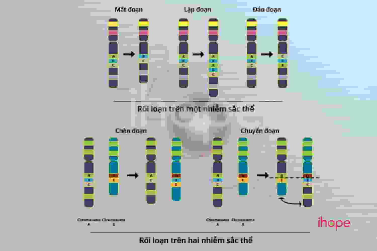 Các dạng thay đổi cấu trúc nhiễm sắc thể