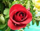 Hoa hồng – Wikipedia tiếng Việt