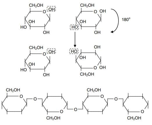 Polysaccharide là gì vậy? Một số polysaccharide phổ biến