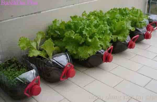 Làm chậu trồng rau từ vỏ chai nhựa - BaoBiDucPhat