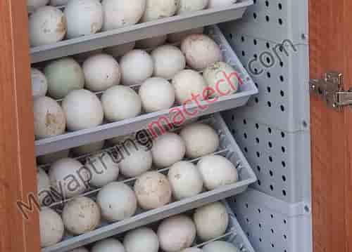 Máy ấp 200 trứng Mactech