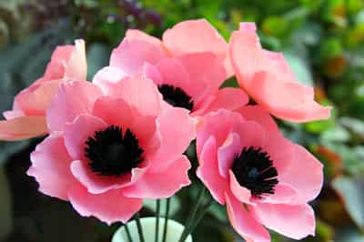 Làm hoa poppy giấy xinh xinh ngắm cả ngày không chán - Hình 9
