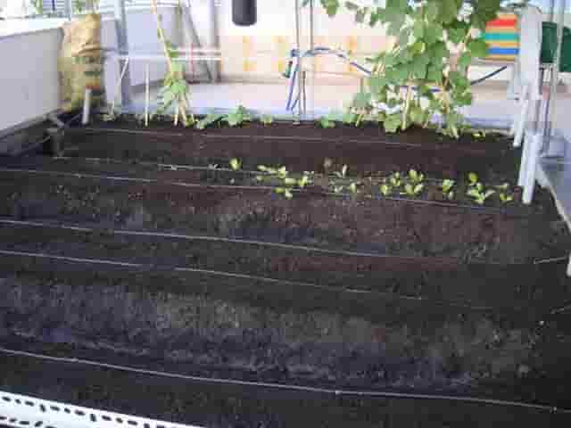 Cách canh tác đất , và lên luống trồng rau cải trong vườn nhà