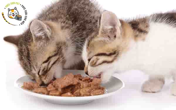 Pate tươi là một sản phẩm hỗ trợ rất tốt cho hệ tiêu hóa của mèo