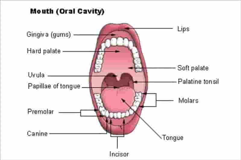 Một số từ vựng răng miệng thường gặp trong Tiếng Anh