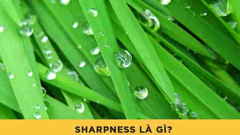 Sharpness là gì? Những thành phần tạo nên ảnh chất lượng cao