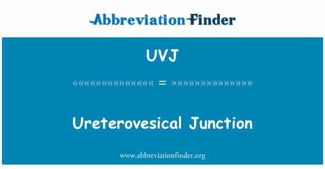 UVJ định nghĩa: Ureterovesical Junction